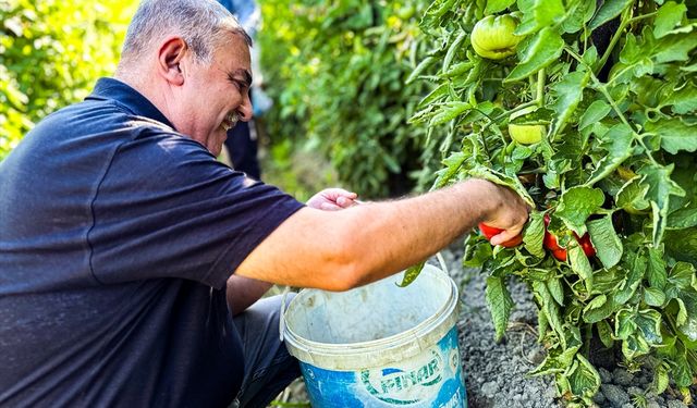 Coğrafi işaretli Boyabat Gazidere domatesinin hasadı başladı