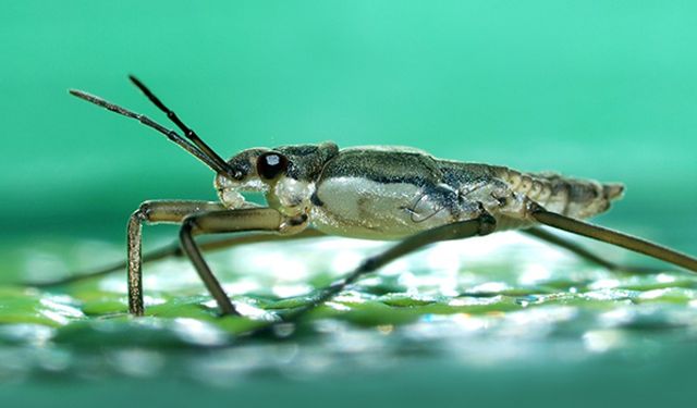 Bilime ilham oldular: Böceklerden arama-kurtarma robotuna!