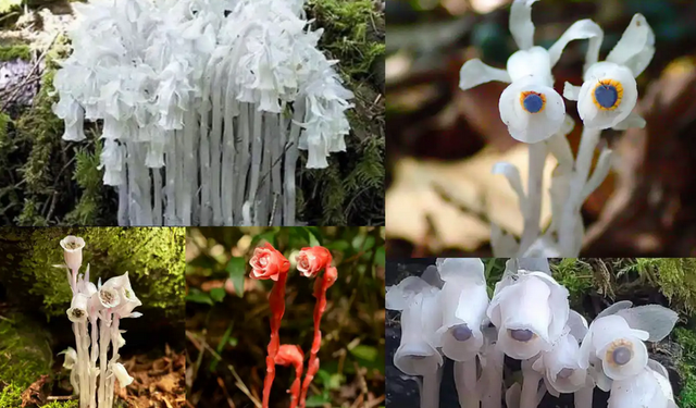 Güneş yok, fotosentez yok: Hayalet Çiçek’lerin sıradışı beslenme yöntemi