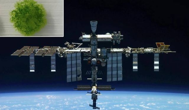 Yosunlar uzayda 9 ay hayatta kaldı