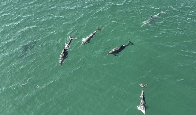 Yunus balıkları Karadeniz'de görüntülendi