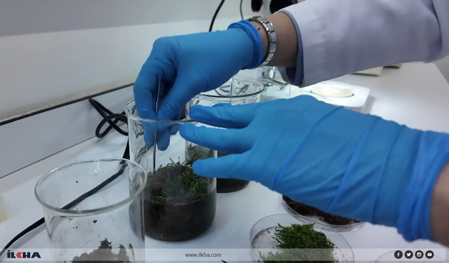 Tardigratlar insanlığın geleceğine ilham kaynağı oluyor