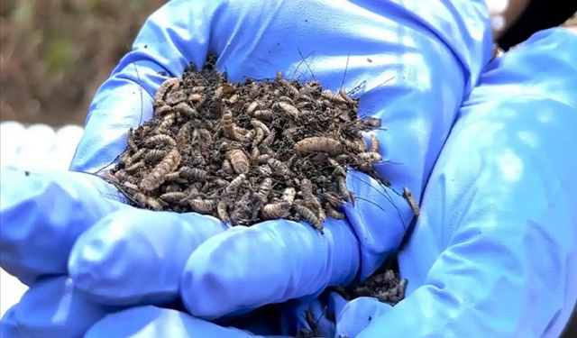 Yapay zekâ ve Kütle Spektrometresi, cinayetlerin izini sürüyor