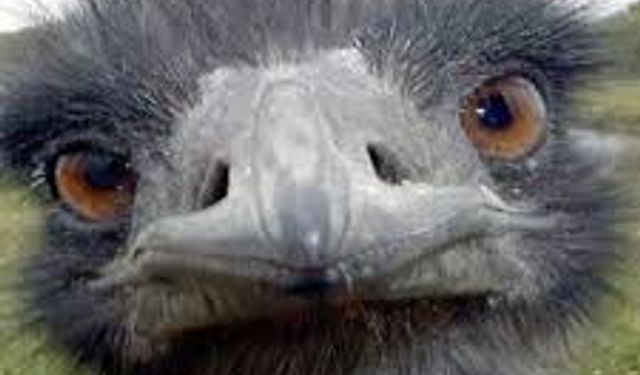 İstanbul'daki dekorasyon işini bırakıp, devekuşu çiftliği kurdu