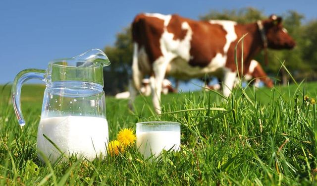 TÜİK açıkladı: Toplanan inek sütü miktarı azaldı!