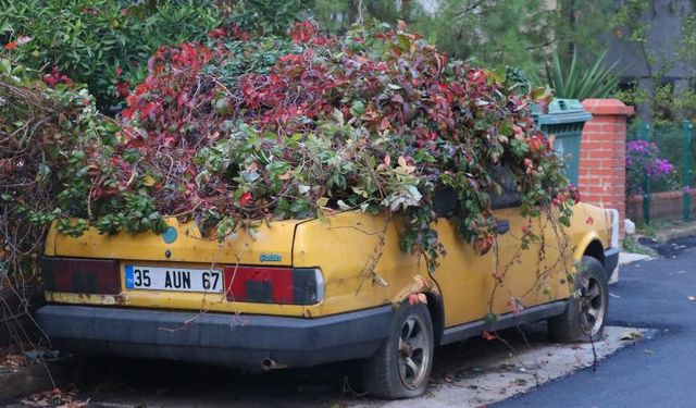 Sahibi vefat etti:  Sarmaşıklarla kaplandı!