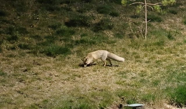 Aç kalan tilki yerleşim yerine indi!