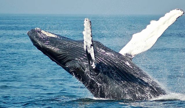 Balinalarda ölümcül virüs deşifre edildi