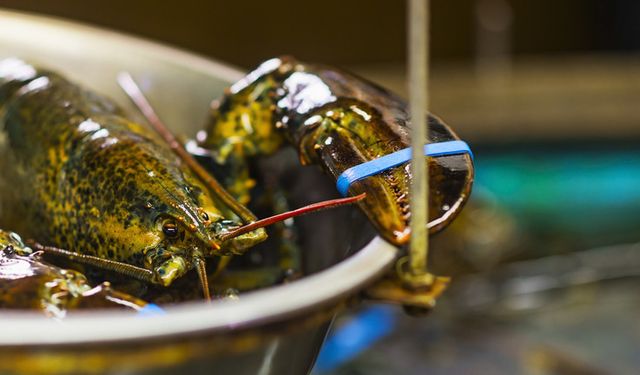 Kurban kesmeye karşı çıkıp canlı canlı haşlıyorlardı: Yasaklanacak