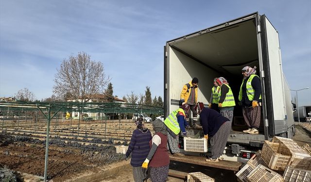 Malatya'dan Türkmenistan'a fidan desteği