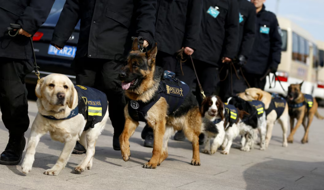 Köpekleri de yerlileştirdiler