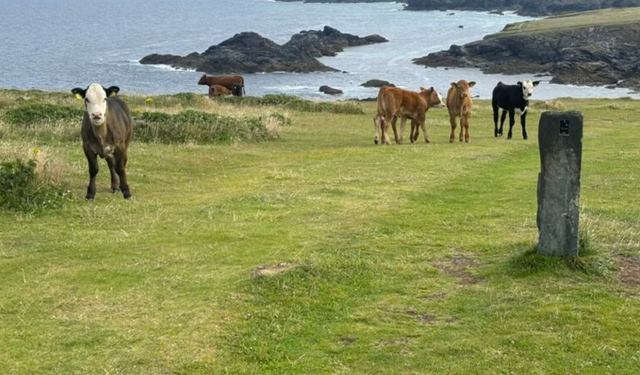 Saldırgan inekleri halkı ezdi, çiftçi para cezası yedi