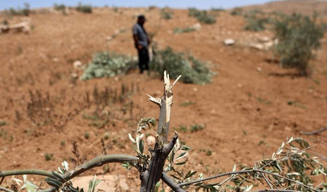 Batı Şeria'da tarıma ağır darbe!