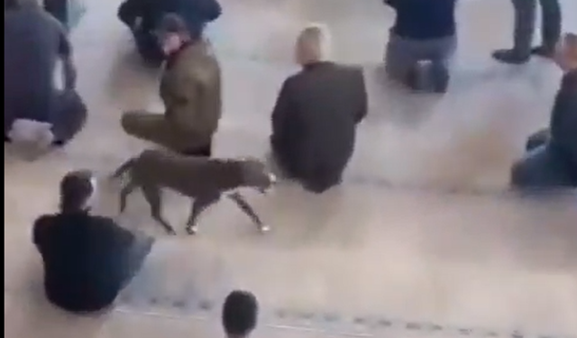Pitbullun bir camiye girmediği kalmıştı! Pes dedirtti: Cemaat panikledi!