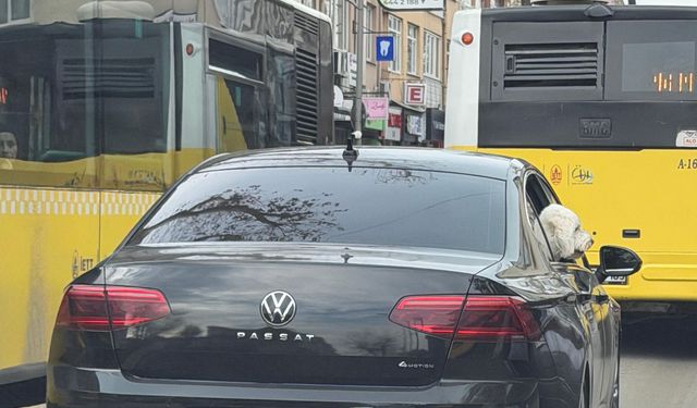 CHP'li belediye köpeğe makam arabası tahsis etti iddiası