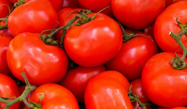 Yediğimiz domateslerin tohumları 'israile' mi ait?