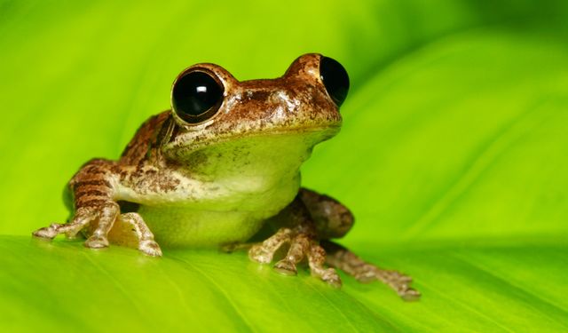 Kurbağa kemoterapiden daha etkili çıktı