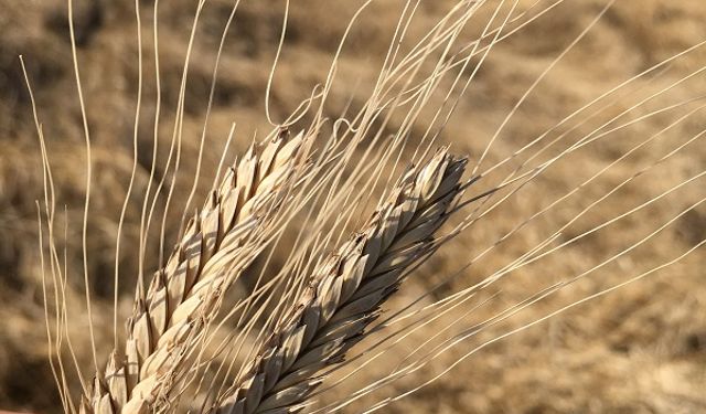 12 bin yıllık miras "Iza Buğdayı" yeniden üretilmeye başlandı