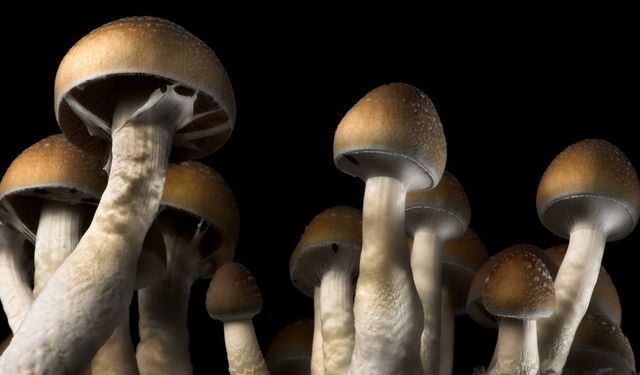 Depresyonun ilacı bu mantarda gizli