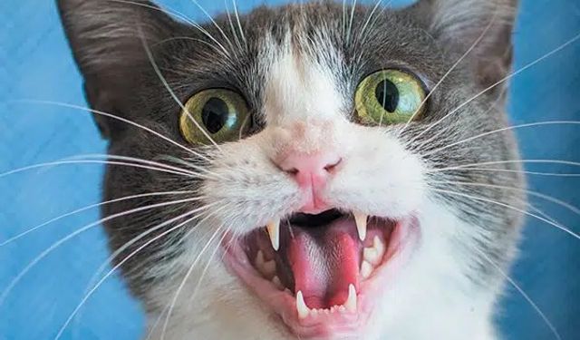 Araştırma ortaya koydu: Kediler erkekleri selamlarken daha fazla miyavlıyor!