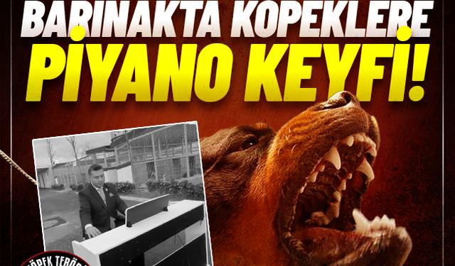 Fatih Belediyesi'nden skandal: İnsan canına kasteden köpeklere piyano resitali!
