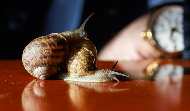 Salyangozla vergi vurgunu