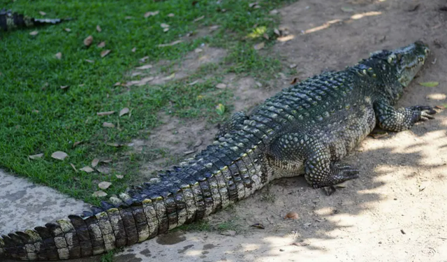 Köyde timsah alarmı: Bir sürü var