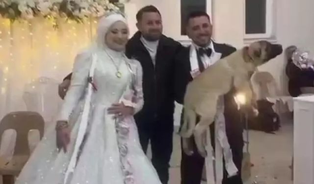 Takı töreninde kangal taktı: Düğün hediyesi 100 bin TL değerinde köpek!