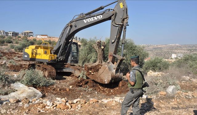 İşgalciler 1608 zeytin ağacını kökünden söktü!