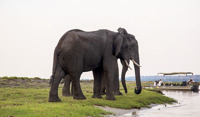 Yabani filler 5 kişiyi öldürdü