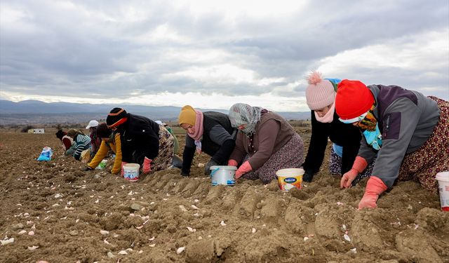 Coğrafi işaretli Taşköprü sarımsağının dikimine başlandı