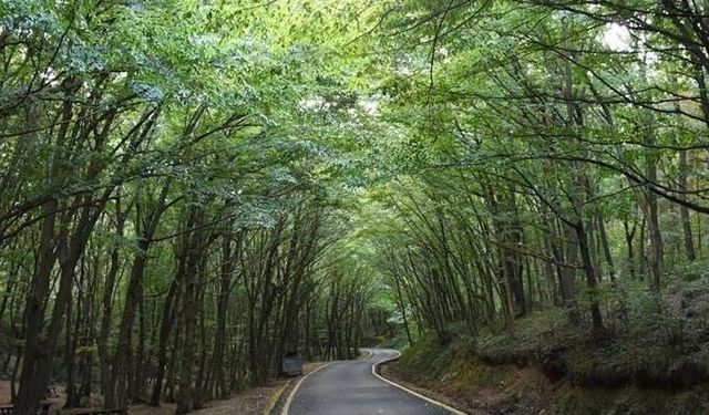 Diyarbakır'da en kolay yetişen bitki hangisi? İşte doğanın mucizesi