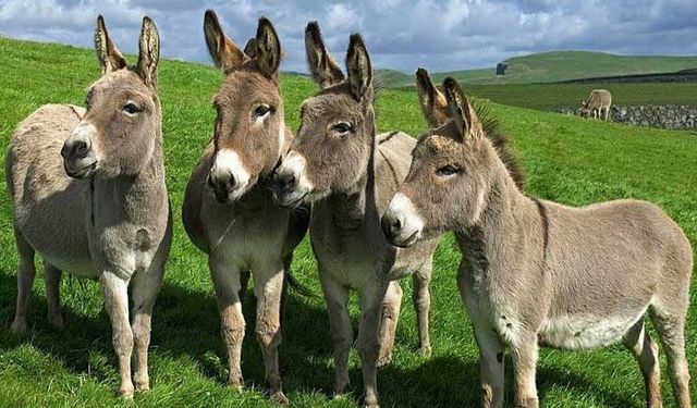Bu at, eşek ve katırlar nereye gitti! TÜİK korkunç verileri paylaştı