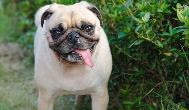 Evde köpek beslemek günah mıdır? Köpek beslenen evde namaz kılınabilir mi?