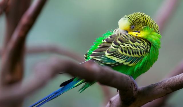 Uyumak İçin Dua! Yatmadan Önce Okunacak Dua ve Sureler!