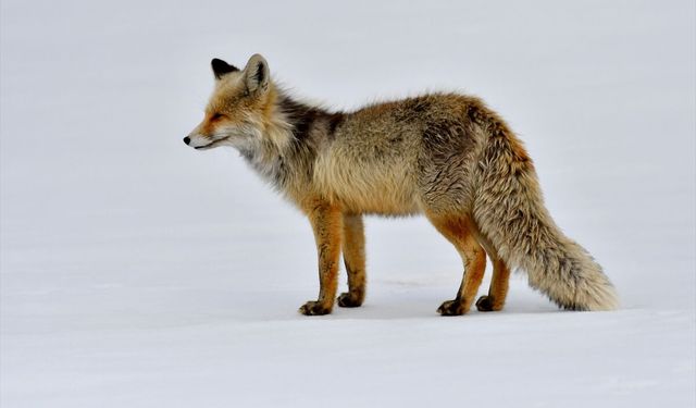 Avlanmaya çıkan yaban hayvanları görüntülendi