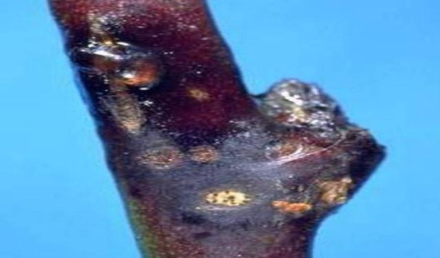 Malatyalı Kayısı Üreticilerine Kritik Uyarı: Çil Hastalığı Tehdidi