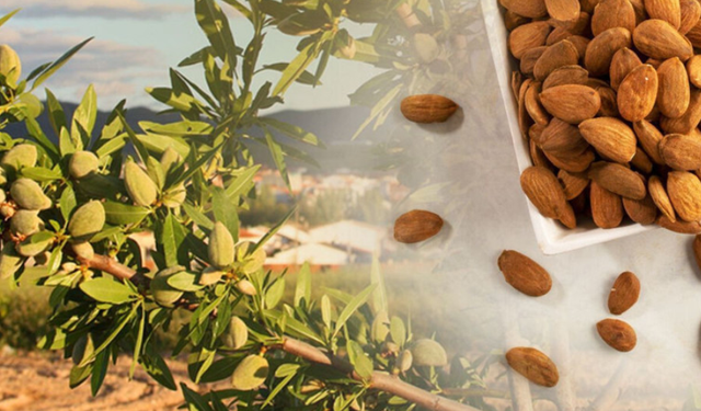 En fazla badem üreten ülkeler listesi yayınlandı! Türkiye'nin sıralaması iyileşti