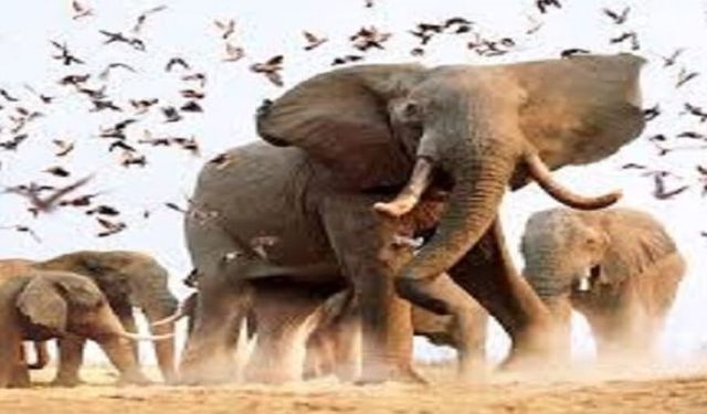 Fil Suresi’nin inanılmaz hikayesi ve ahir zamanda Kabe’yi yıkacak Habeşli define avcısı