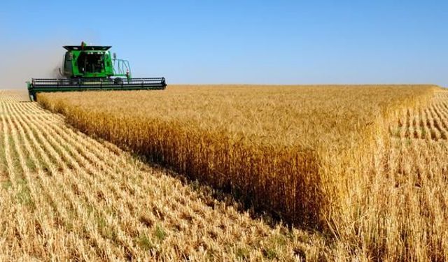 Tarım Ürünlerinde Zekât Nasıl Hesaplanır? İşte Mezheplere Göre Öşür Oranları