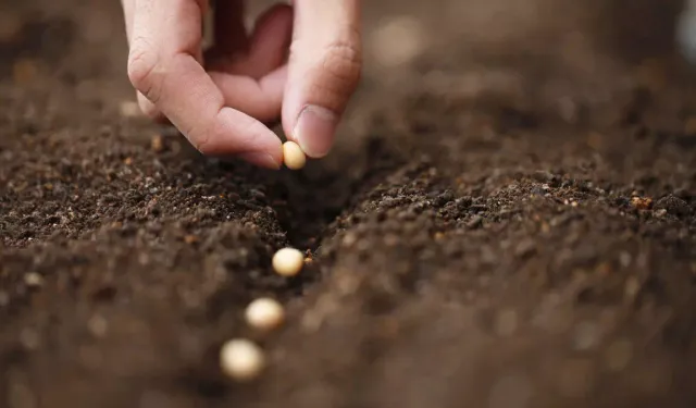 Türkiye ''israil''den tohum alıyor mu? Bakan yanıtladı