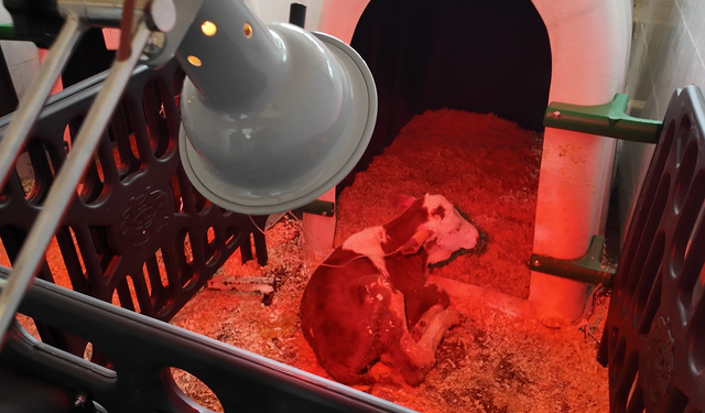 Ozon tedavisi ile buzağı ölümlerinin önüne geçilebilir mi?