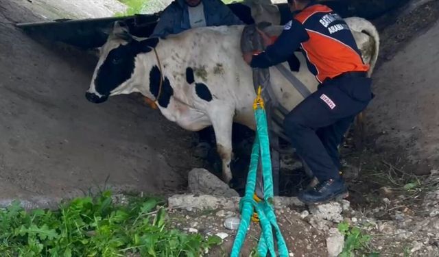 Batman'da inekler sulama kanalında mahsur kaldı!