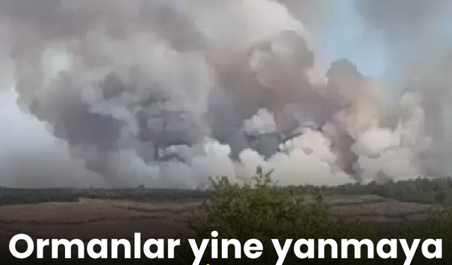 Ormanlar yine yanmaya başladı! İstanbul'da ormanlık alanda yangın