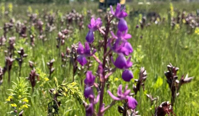 Salep orkidesi toplayan kişiye unutulmaz ceza!