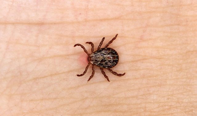 Kene kaynaklı ölümler başladı.. Aman dikkat