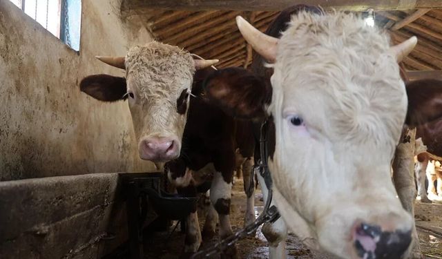 Bakanlıktan vatandaşlara kurbanlık uyarısı!