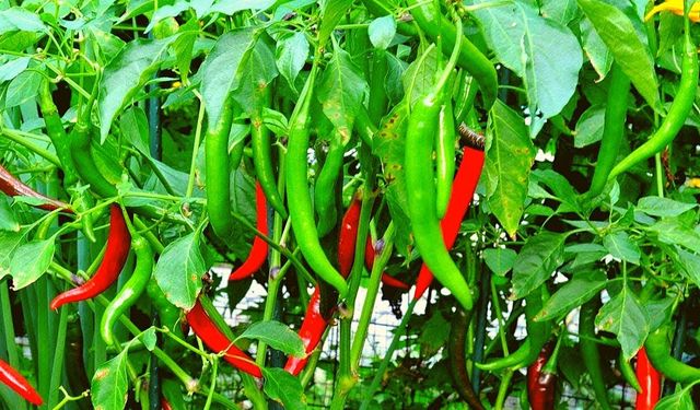 Biber şampiyon oldu