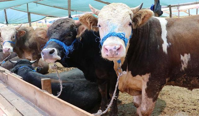 Kurbanlıkta fiyat şoku: 800 bine dayandı