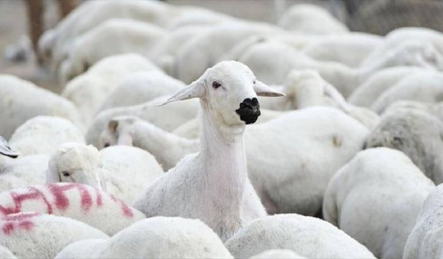 TİGEM, yüzlerce reforme küçükbaş hayvan satacak